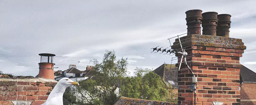 Chimney Cleaning And Restoration in Ceres, California